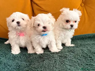Maltese dogs 💖Adorable Korean Maltese puppies ready to leave - Advert 4