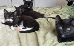 Mixed Breed cats for sale: Kittens for sale - Image 1