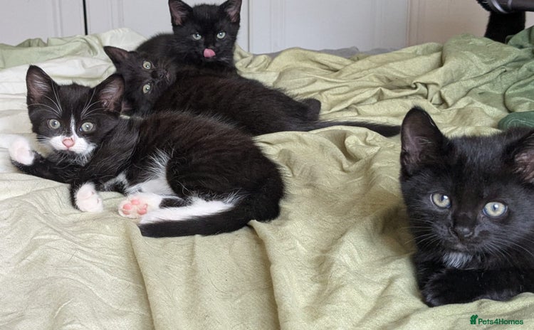 Mixed Breed cats - Advert 4