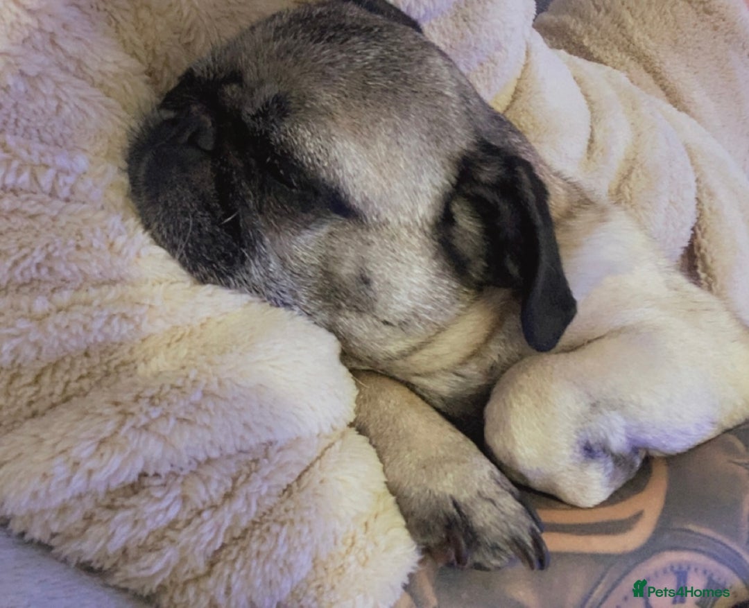 Pug dogs for sale: The sweetest 8 year old Female Pug  - Advert 3