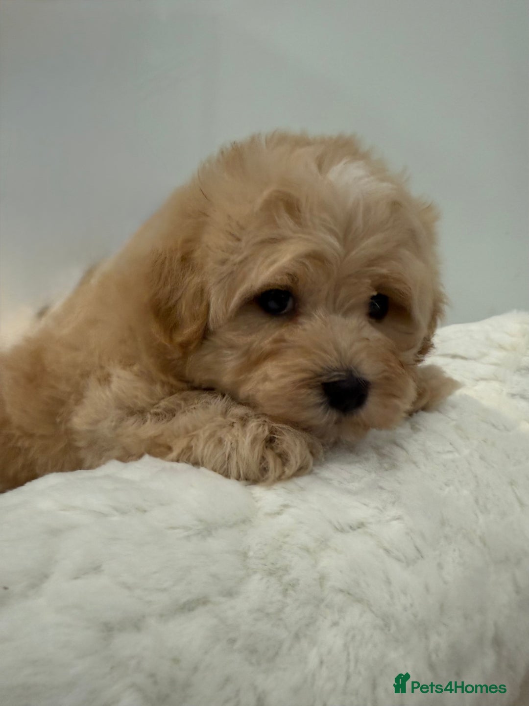 Maltipoo dogs for sale: 7 stunning f1 Maltipoo's. Fully DNA & Heath clear - Image 10