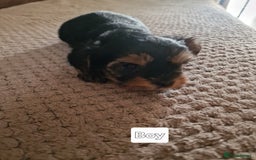 Yorkshire Terrier dogs for sale: Miss Asya puppies - Image 5