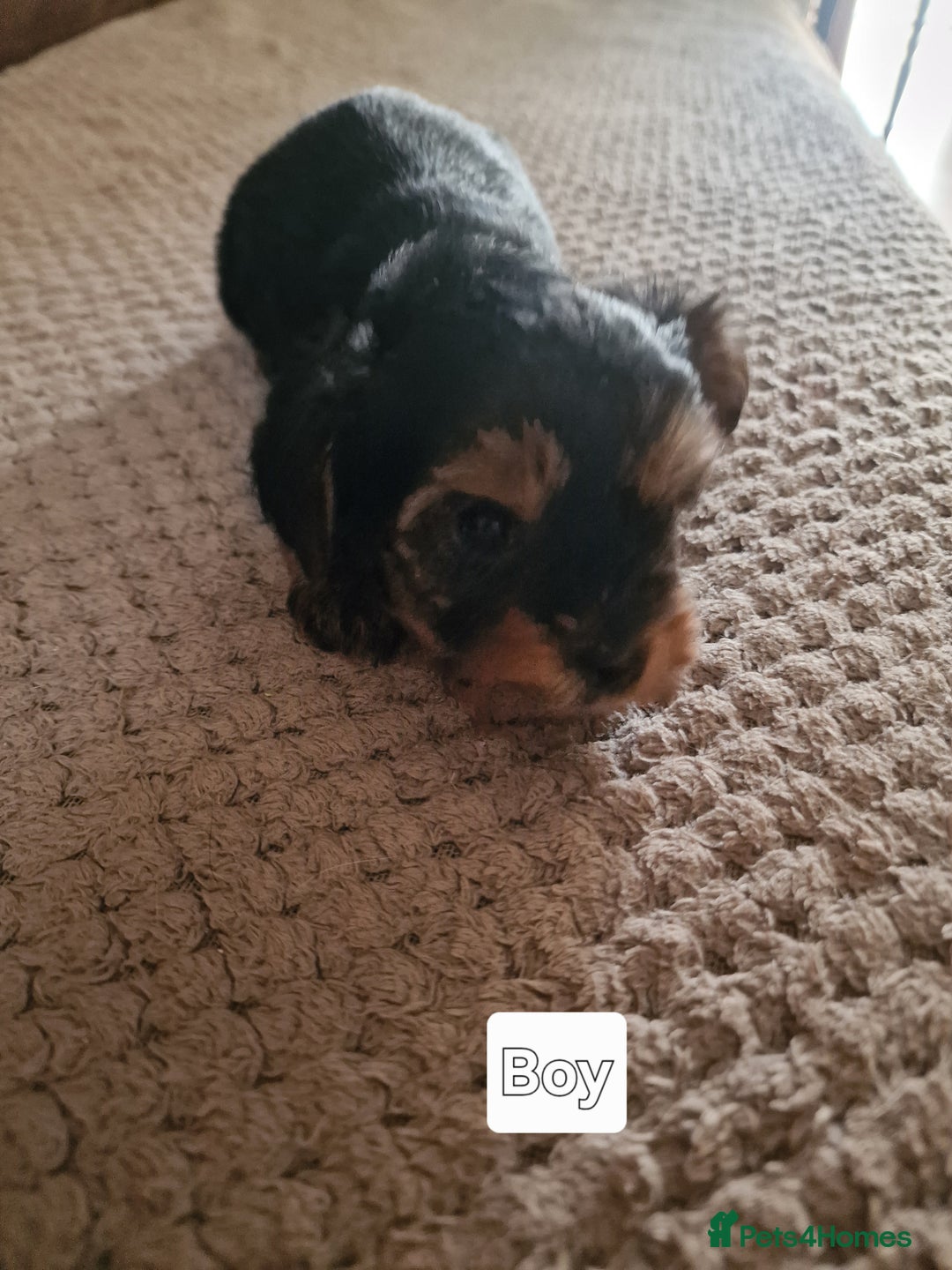 Yorkshire Terrier dogs for sale: Miss Asya puppies - Image 5