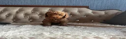 Cavapoo dogs for sale: Gorgeous Cava-Poo puppies ready for now  - Advert 6