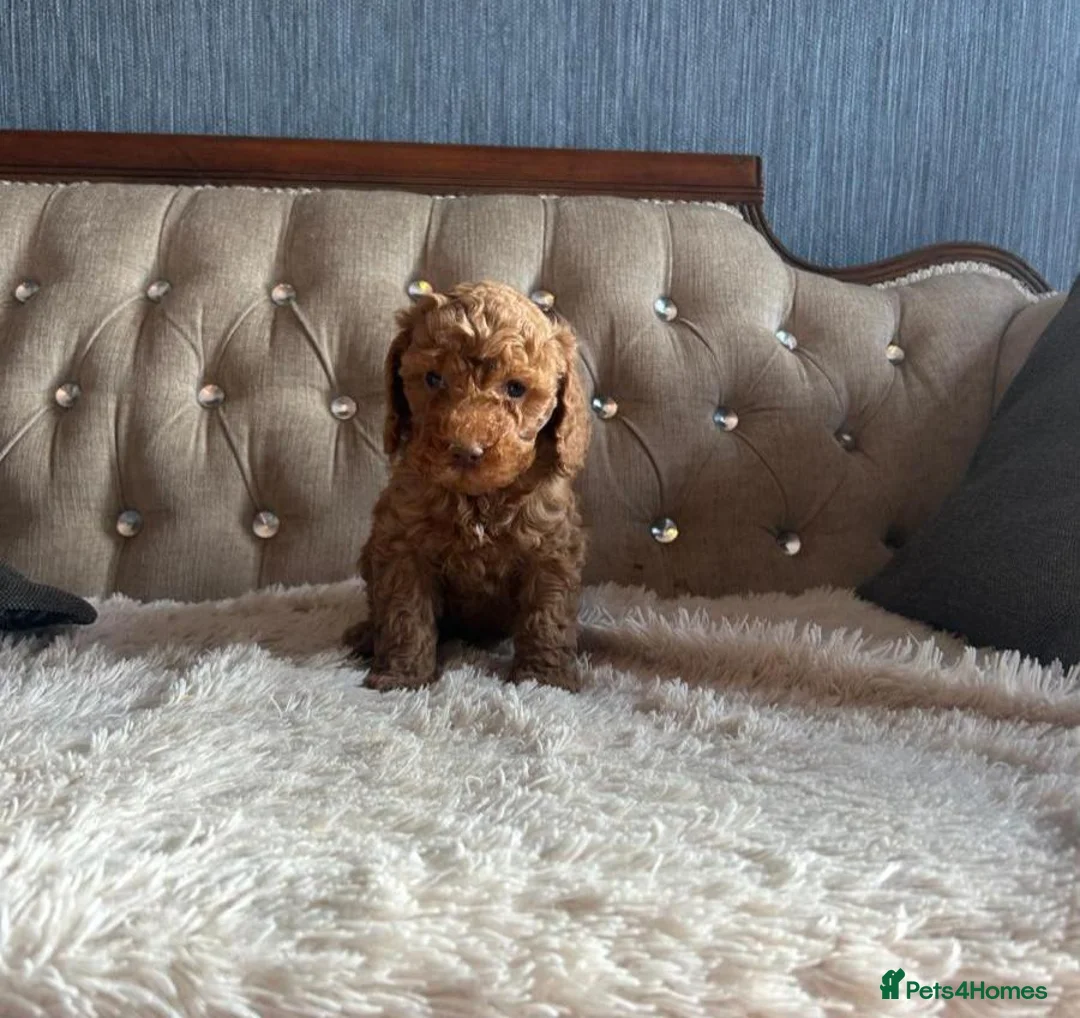 Cavapoo dogs for sale: Gorgeous Cava-Poo puppies ready for now  - Advert 6