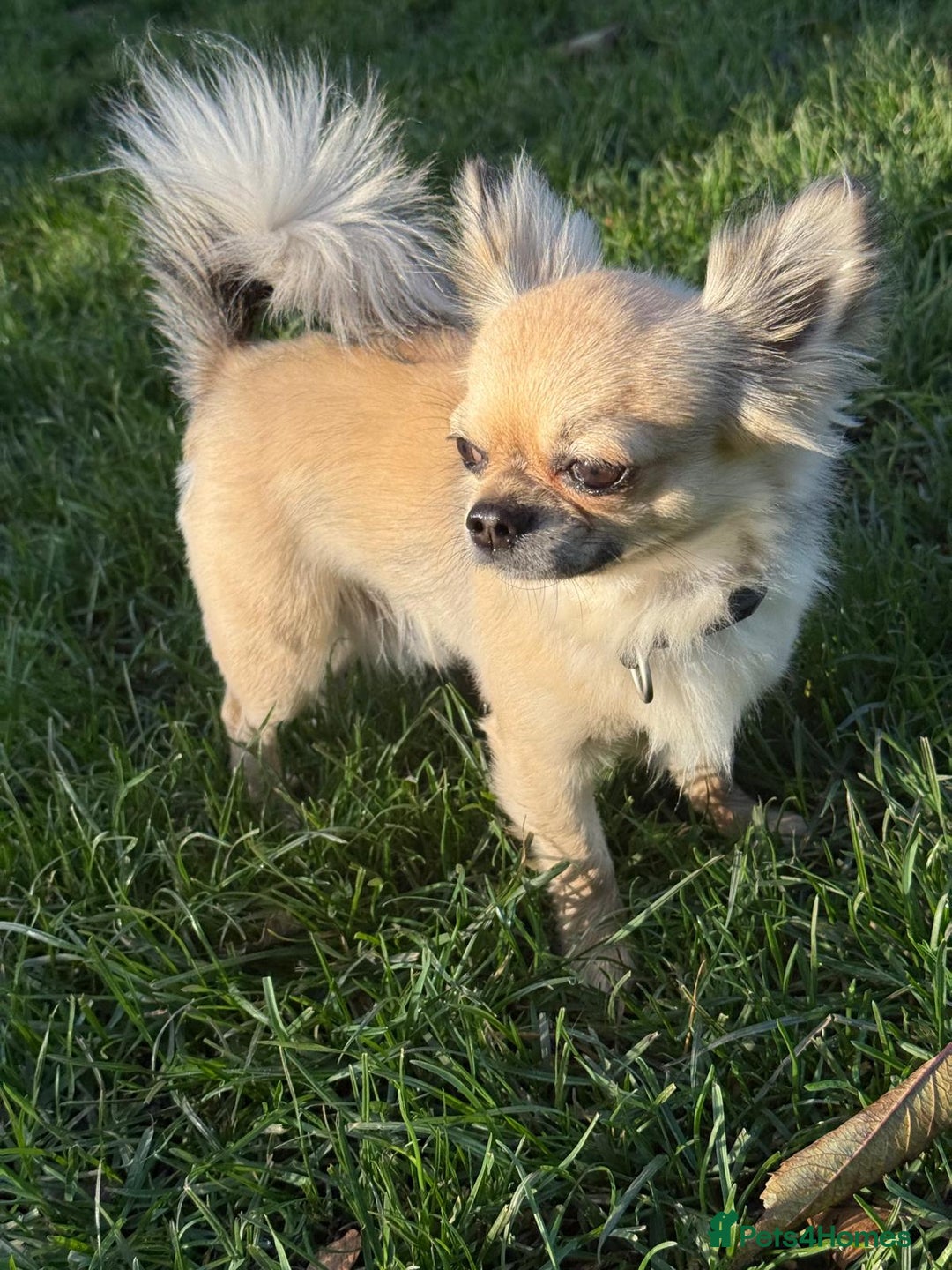 Chihuahua dogs for stud: Miloo - Advert 6