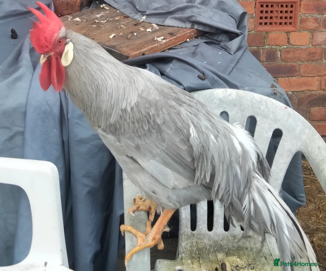 Chickens poultry for sale: Leghorn cockerall (Steve) - Advert 2