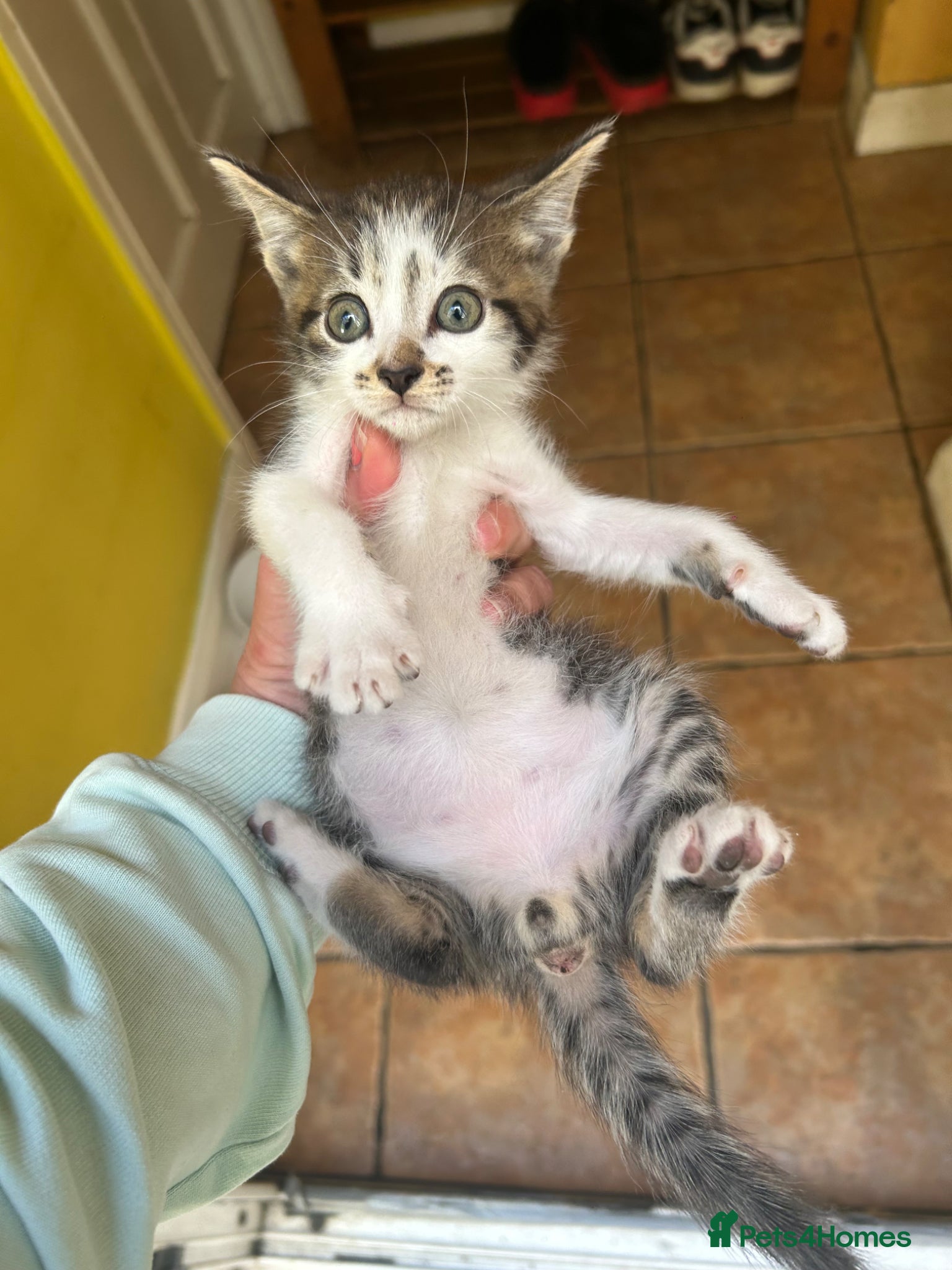 Mixed Breed cats Cute two available girl kittens end of the weeks  - Advert 2