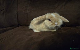 Mini Lop rabbits for sale: Beautiful mini lops  - Image 5