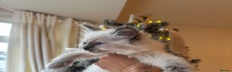 Ragdoll cats for sale: 2 PURE BRED CHAMPION LINE RAGDOLLS READY NOW - Advert 21