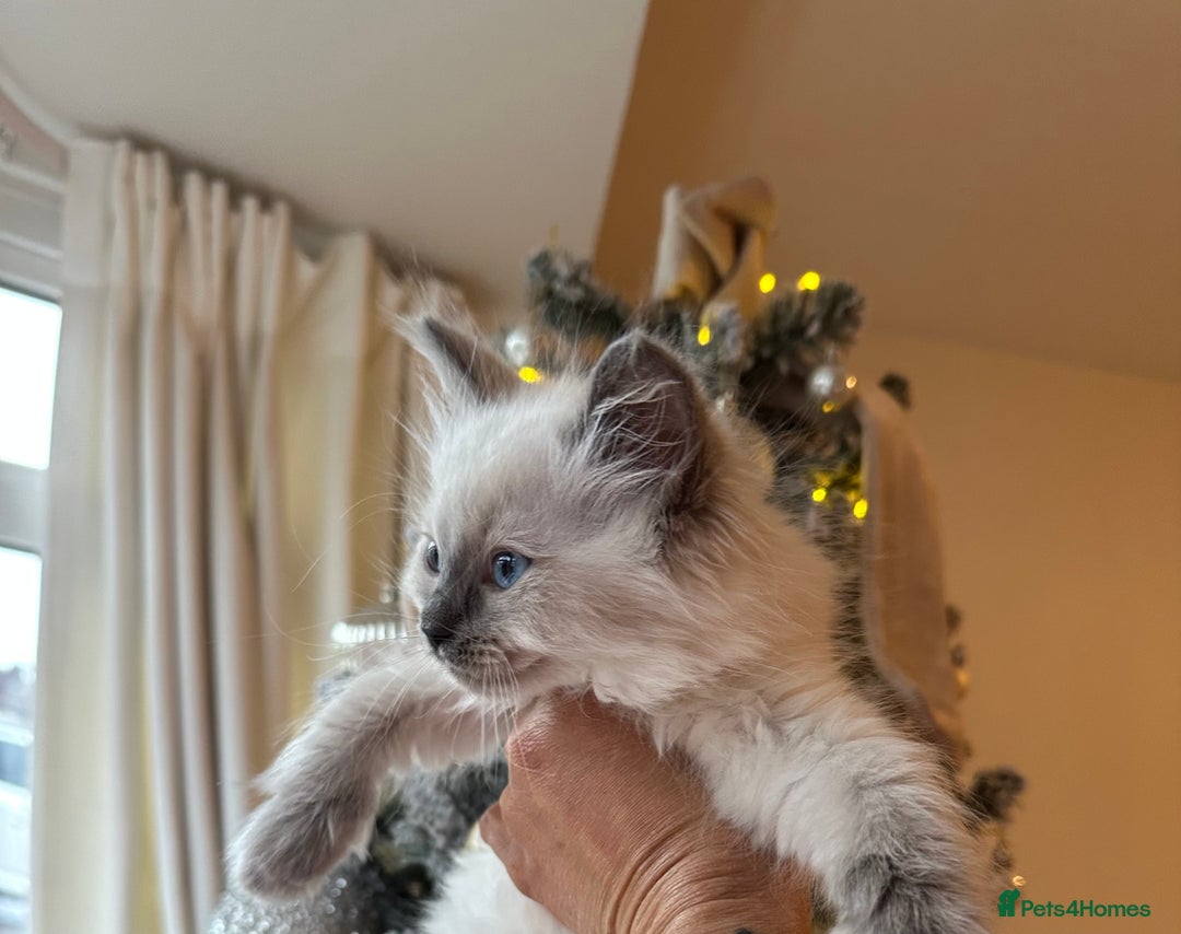 Ragdoll cats for sale: 2 PURE BRED CHAMPION LINE RAGDOLLS READY NOW - Advert 21