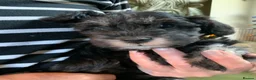 Schnoodle dogs for sale: Happy confident Schnoodle puppies  - Advert 24