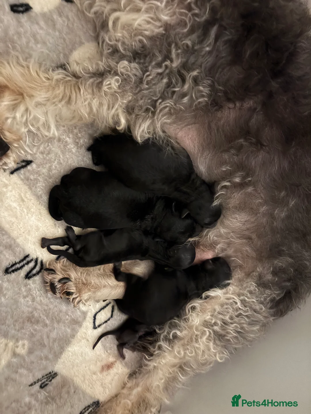 Jackapoo dogs for sale: F1b Miniature Poodle × Jackapoo (¾ Poodle) Puppies - Advert 4