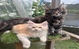 Maine Coon cats for sale: 🔥 TICA Maine coon kittens 🔥  READY NOW 💕💕 - Image 24