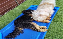 Cockapoo dogs for sale: F3 cockapoo  - Image 40