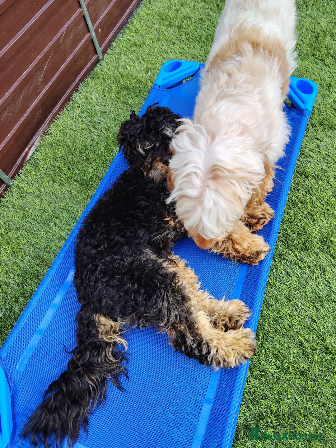 Cockapoo dogs for sale: F3 cockapoo  - Image 40