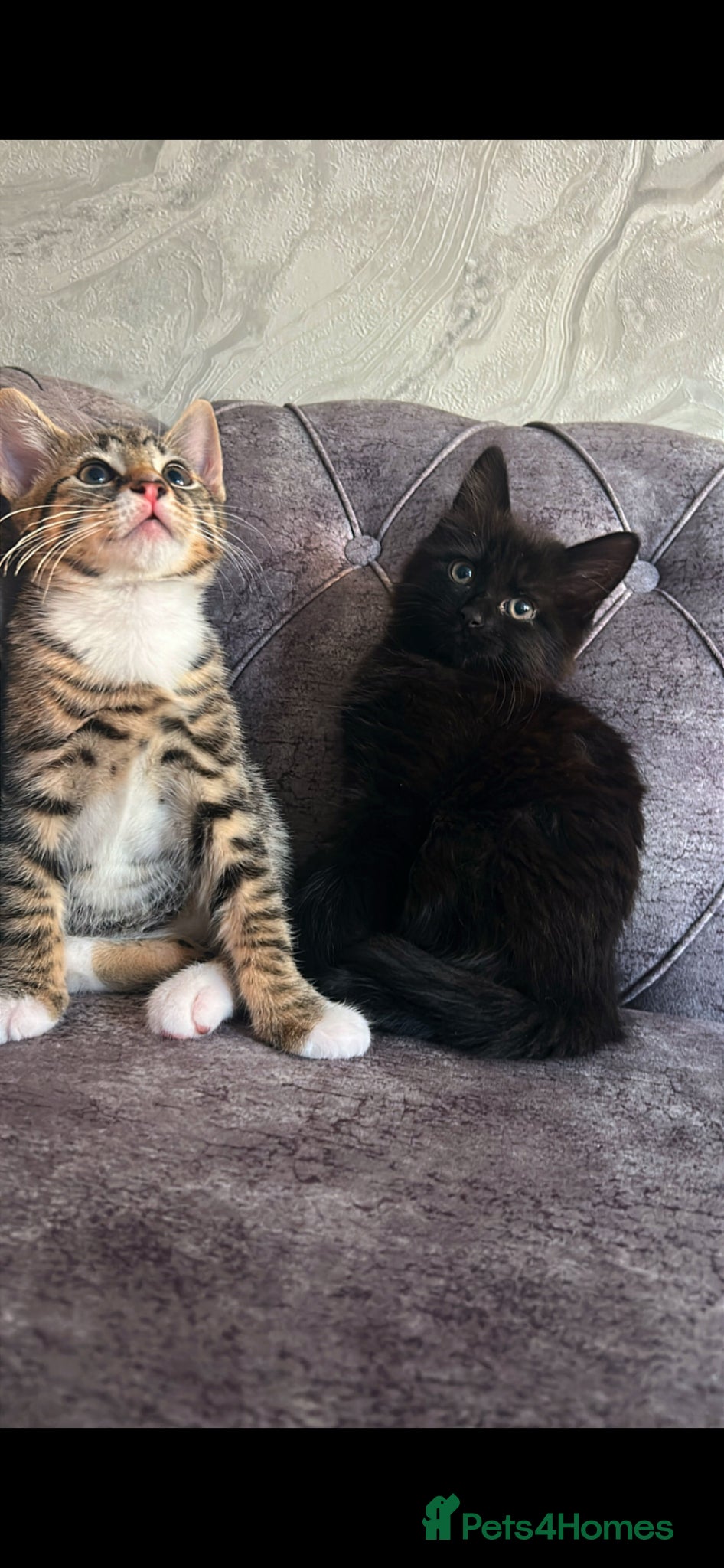 Domestic Shorthair cats Gorgeous kittens tabby and black  - Advert 2