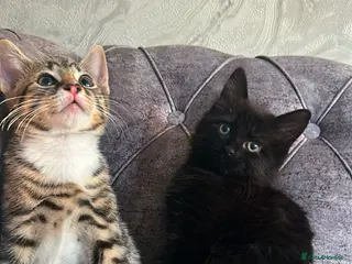 Domestic Shorthair cats Gorgeous kittens tabby and black - Advert 2