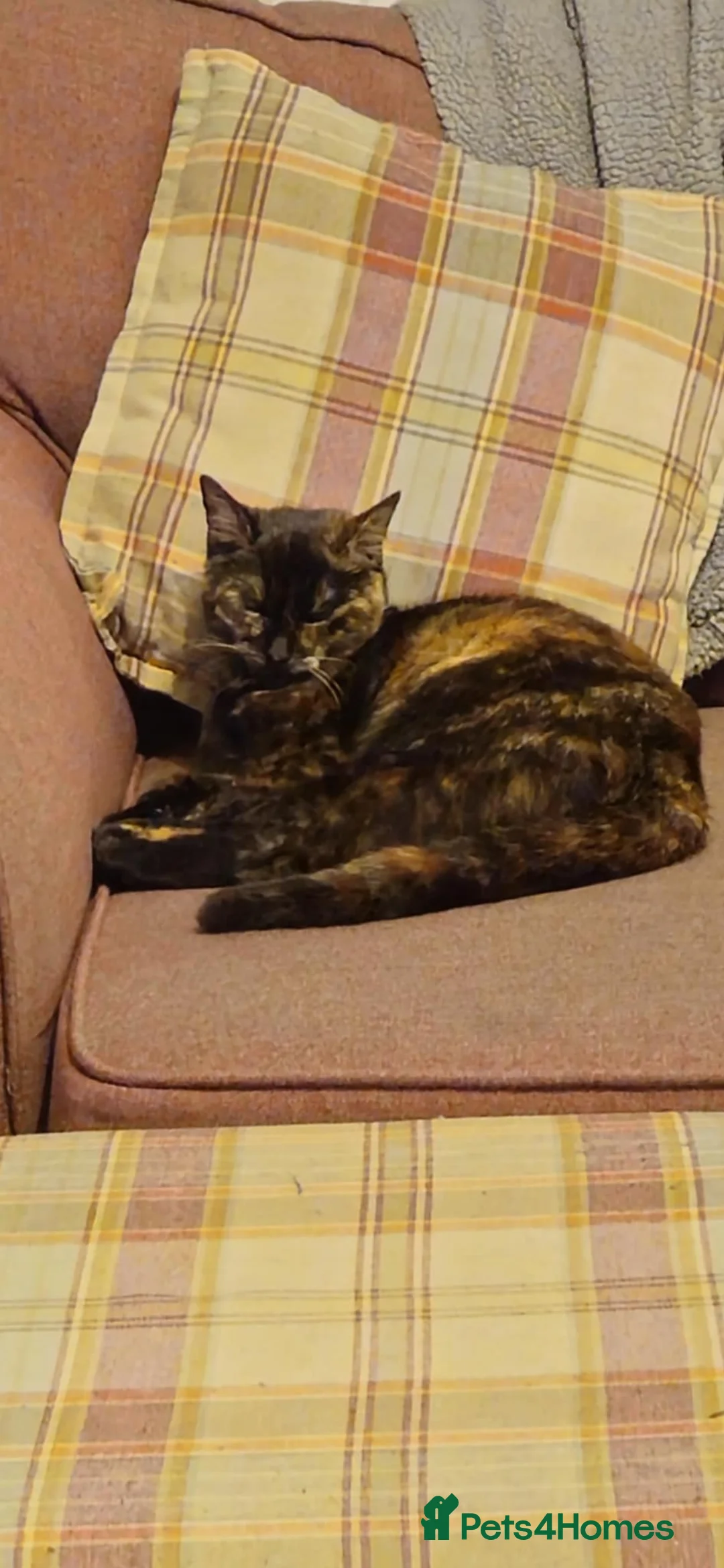Mixed Breed cats for sale: Two Kittens - Ready for Furever Home in Grantham - Advert 3