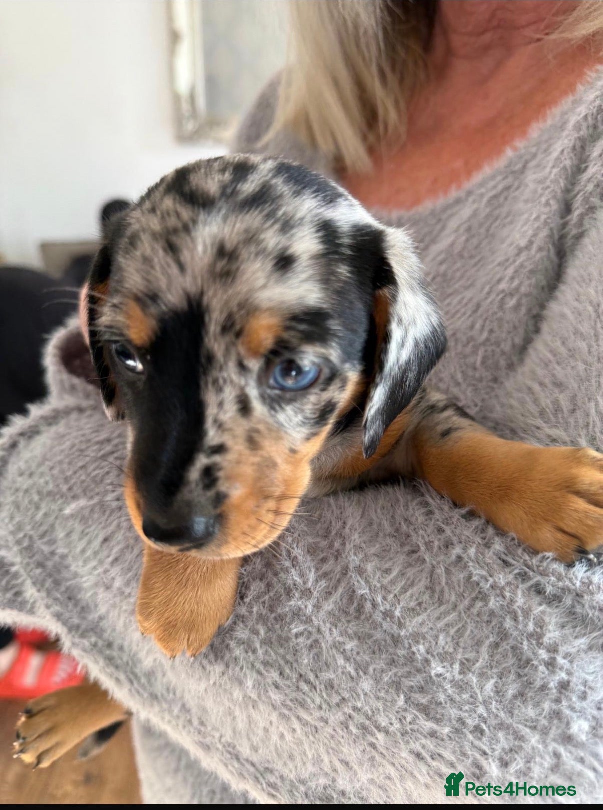 Chiweenie dogs 5 beautiful home reared  Chiweenie puppies - Advert 2