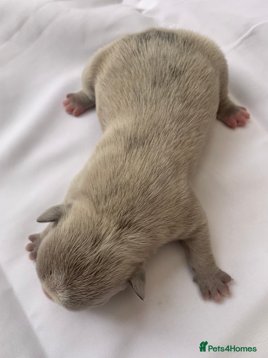 French Bulldog dogs for sale: French bulldog puppies with lilac and merle  - Image 11