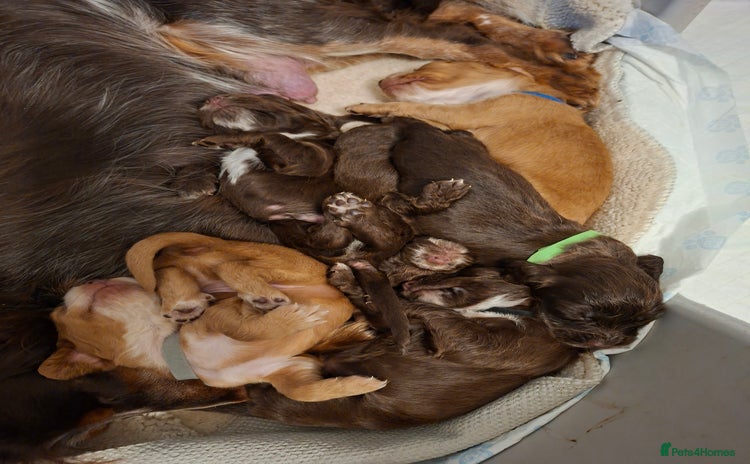 Cocker Spaniel dogs Cocker spaniel pups  - Advert 2