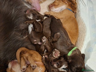 Cocker Spaniel dogs Cocker spaniel pups - Advert 4