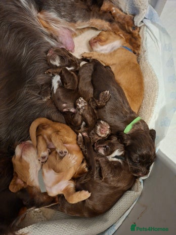 Cocker Spaniel dogs Cocker spaniel pups - Advert 2