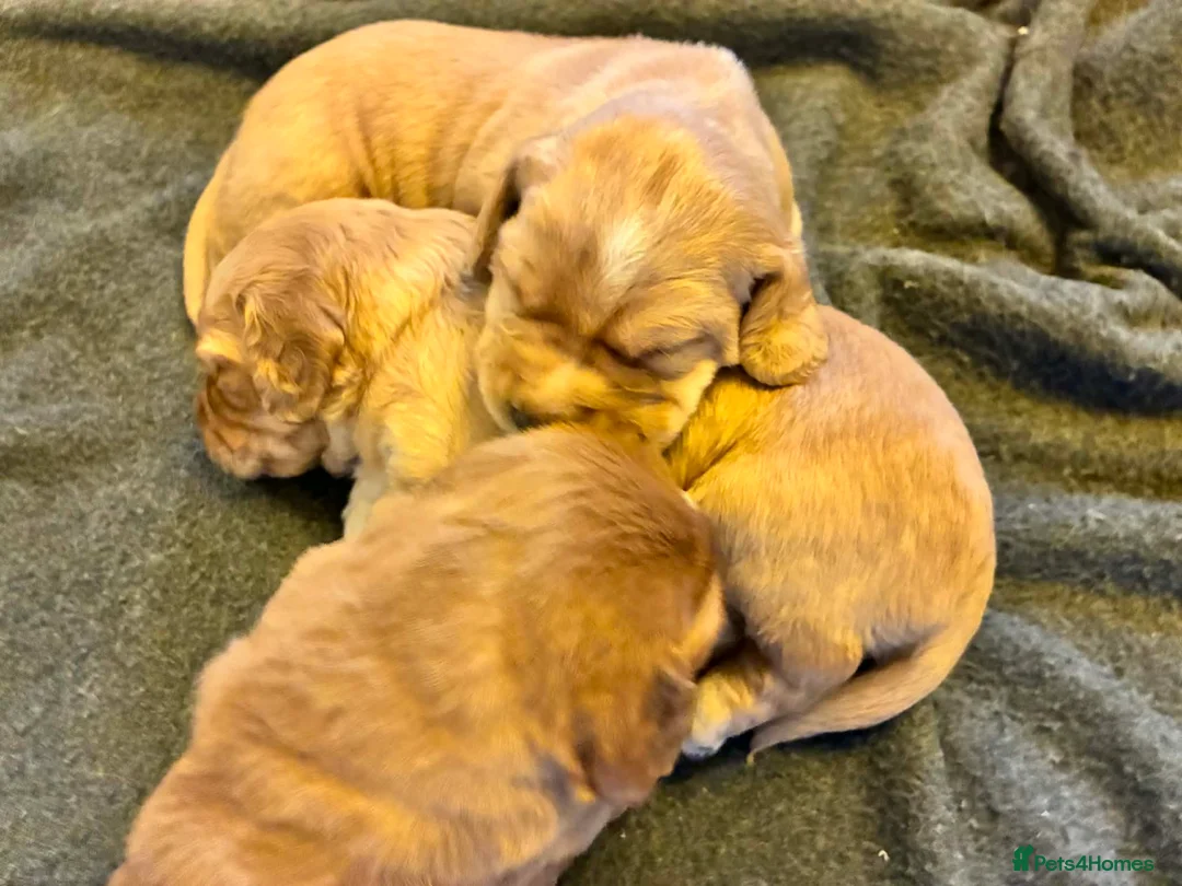 Cockerdor dogs for sale: Exceptional Golden/Red Cockerdor Puppies  - Advert 2