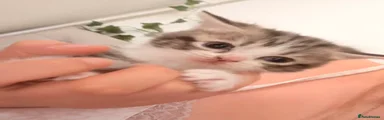 Domestic Shorthair Kitten 2