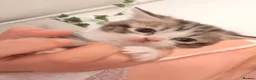 Domestic Shorthair cats for sale: 2 Kittens for sale - Advert 2