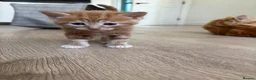 Mixed Breed cats for sale: 4 Ginger Male Kittens from 7th of September  in London - Advert 34