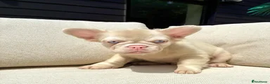 French Bulldog 1