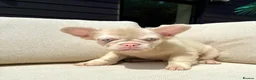 French Bulldog dogs for sale: French bulldog puppies for sale - Advert 2