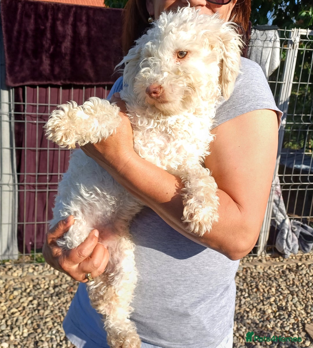 Yorkiepoo dogs for adoption: M.&K. - two inseparable friends for a Loving Home - Image 19