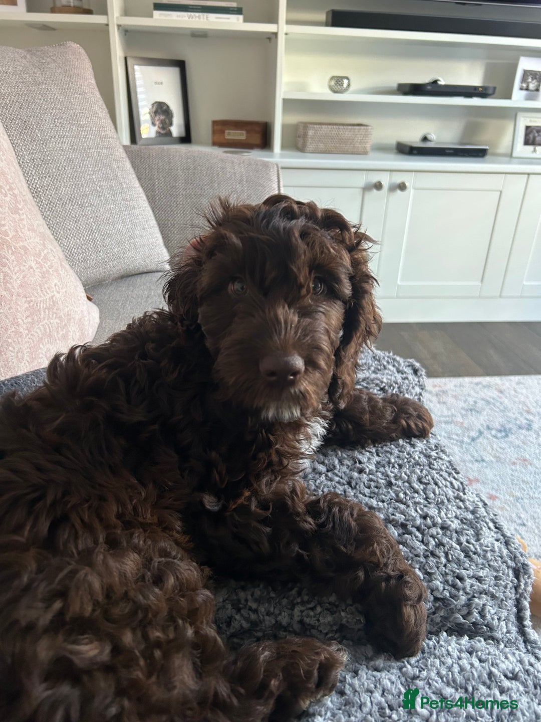 Mixed Breed dogs for sale: Loveable Cockapoo puppy  - Advert 6