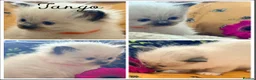 Ragdoll cats for sale: Beautiful Ragdoll Kittens - Advert 4