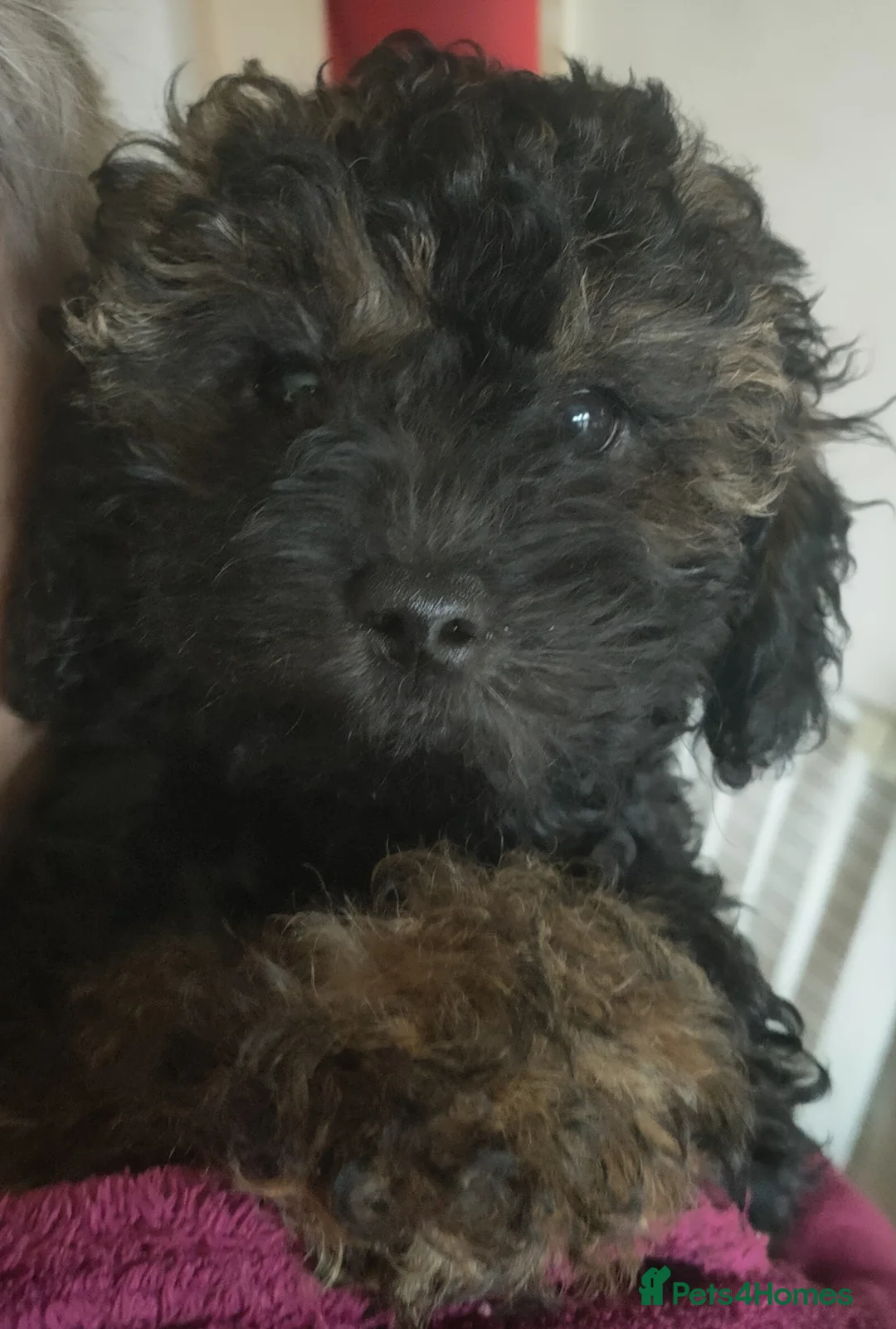 Shihpoo dogs for sale: F1b Fully Health Tested Shihpoo (1 boy left) - Advert 2