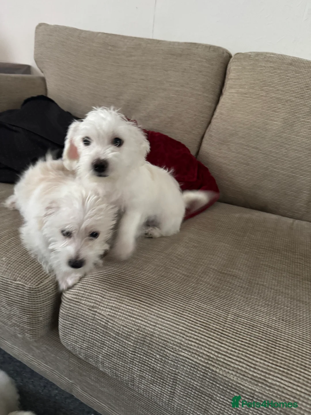 Maltese dogs for sale: Bichon maltese puppies mini toy 3 boys - Advert 7