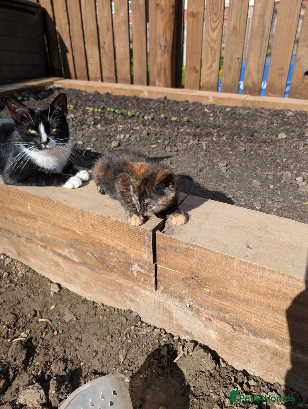 Mixed Breed cats for sale: 3 Kittens for Sale — Barnsley, South Yorkshire in Barnsley - Advert 6