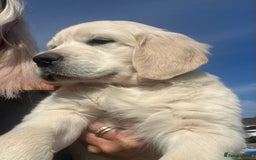 Golden Retriever dogs for sale: Chunky Kc cream golden retriever boys available  - Image 5