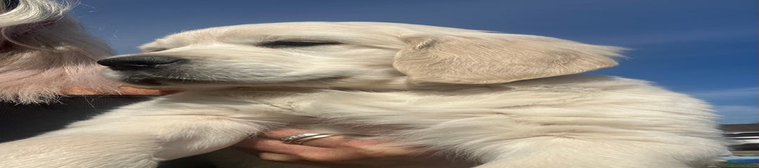 Golden Retriever Puppy 2