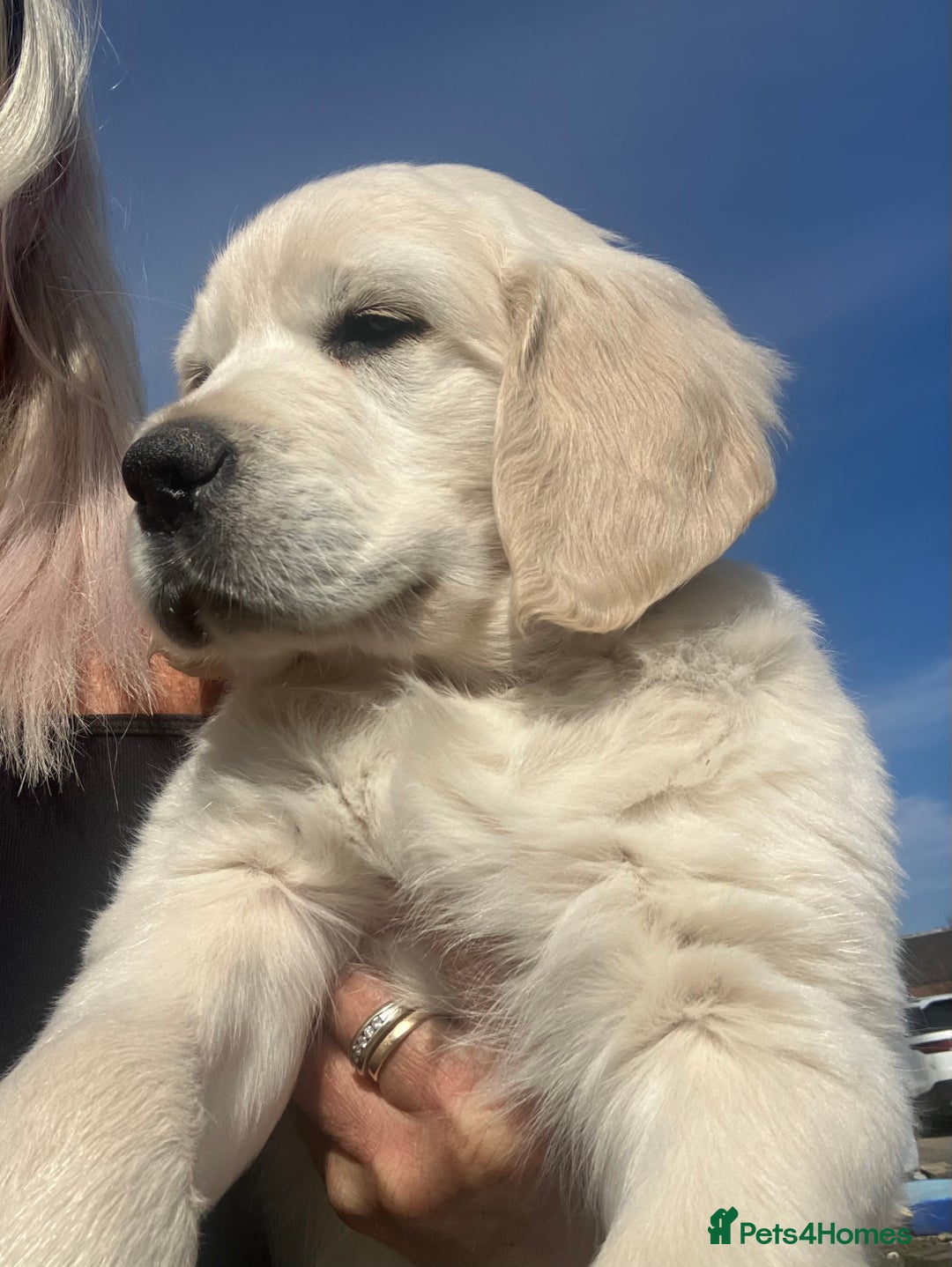 Golden Retriever dogs for sale: Chunky Kc cream golden retriever boys available  - Image 5