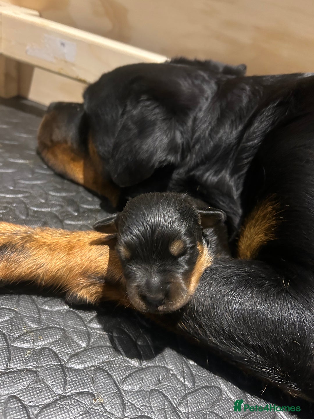 Rottweiler dogs for sale: KC Rottweiler Puppies - Advert 2