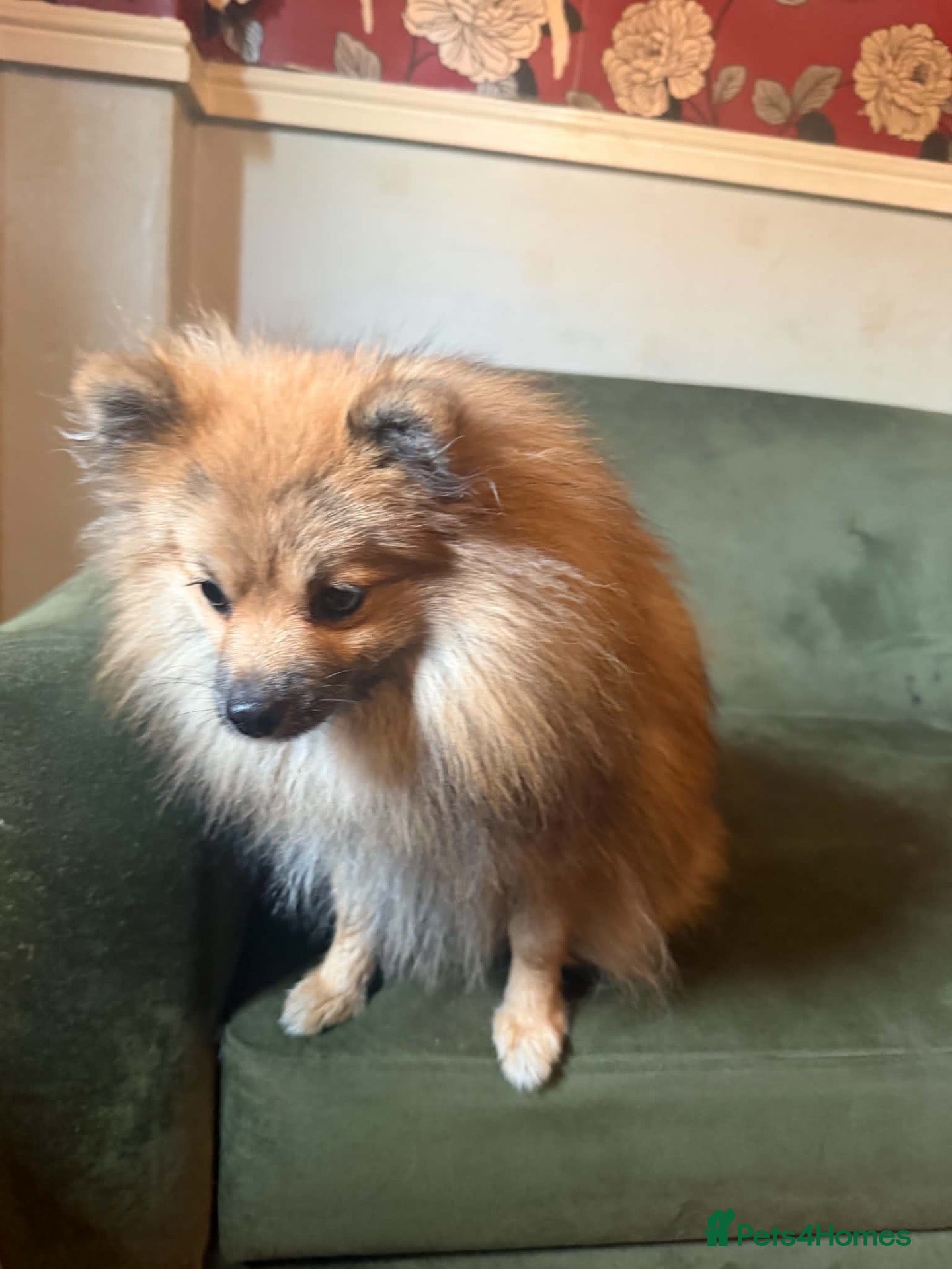 Pomeranian dogs 1 year old Pomeranian for sale read description  - Advert 1