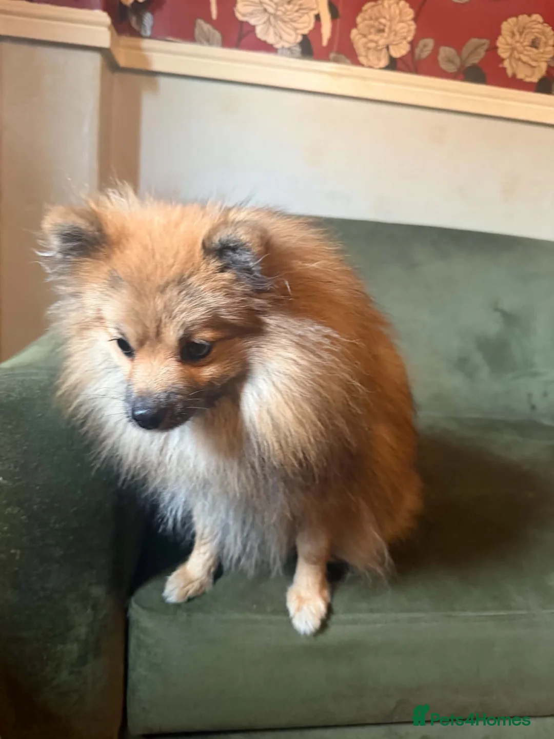 Pomeranian dogs for sale: 1 year old Pomeranian for sale read description  - Advert 1