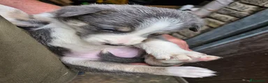 Border Collie 5