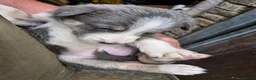 Border Collie dogs for sale: Border Collie Pups - Advert 4