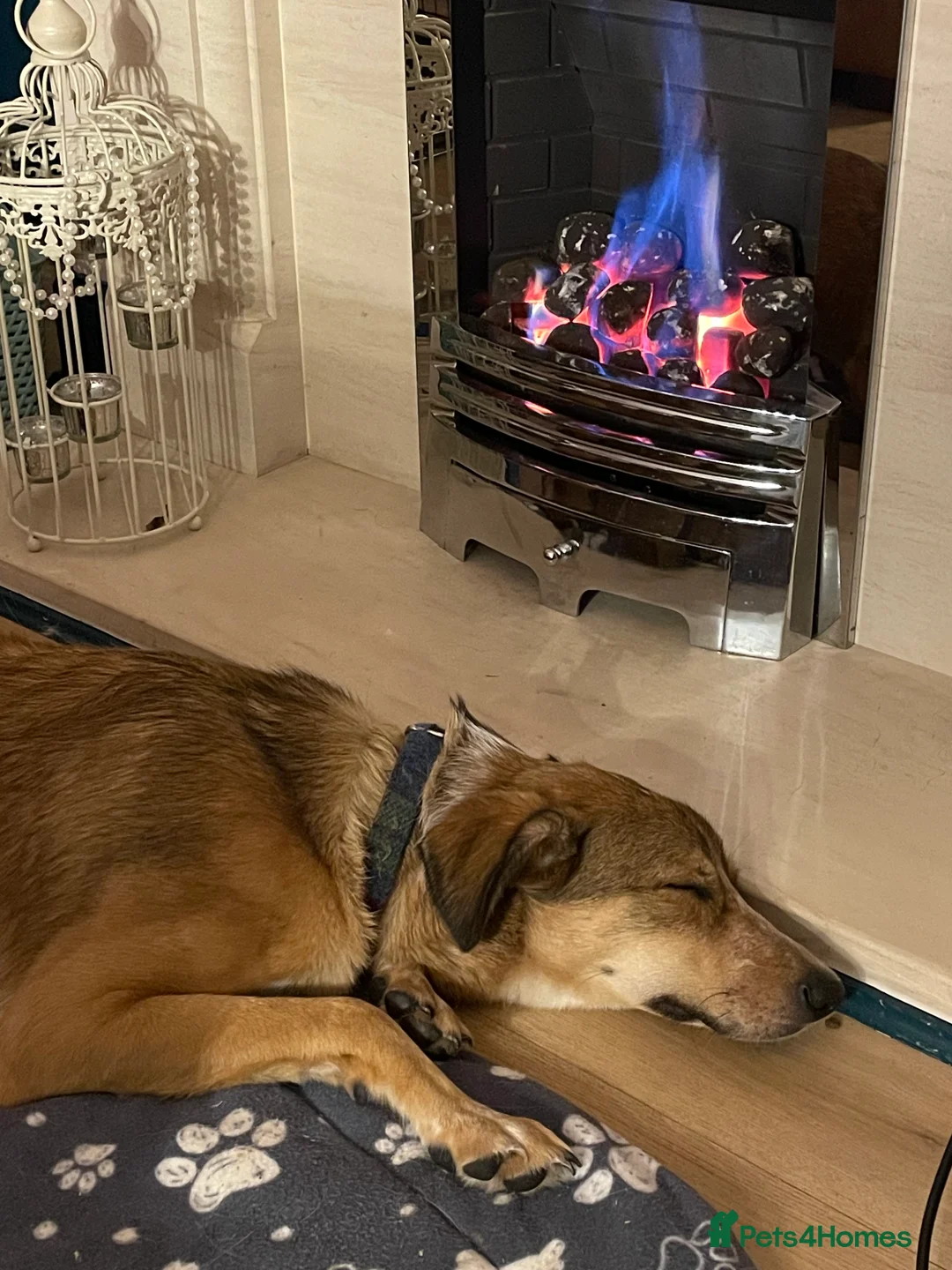 Mixed Breed dogs for sale: Beautiful mixed breed boy - Marley (rehome) - Advert 8