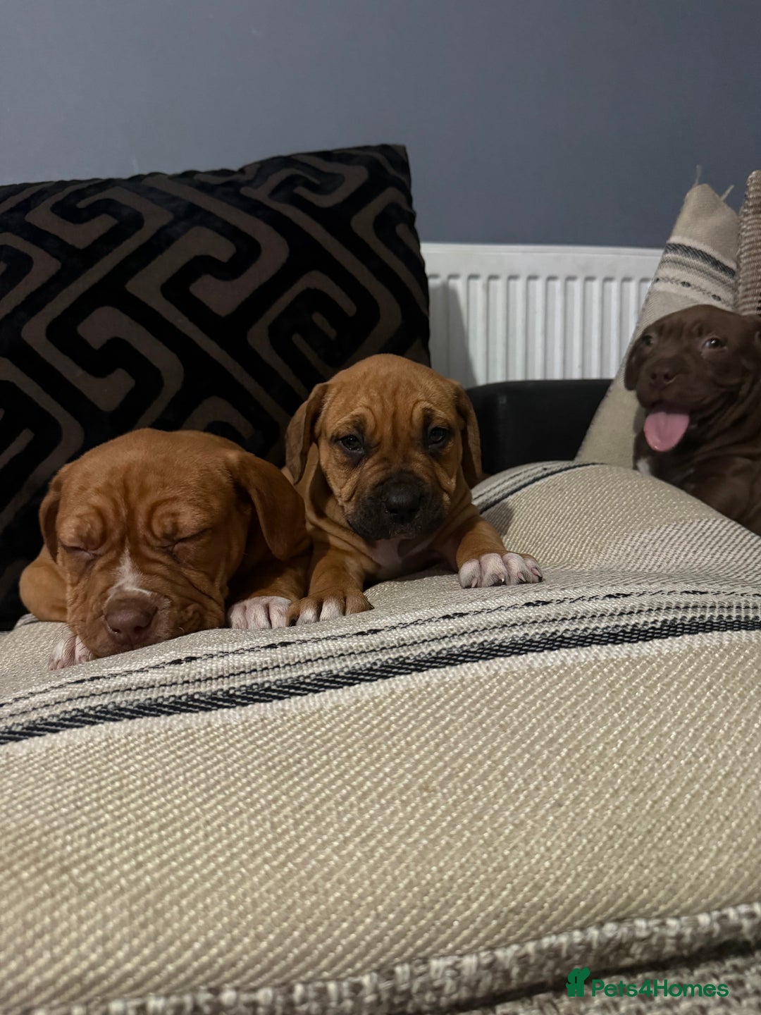 Mixed Breed dogs for sale: Ddb x cane corso - Advert 15